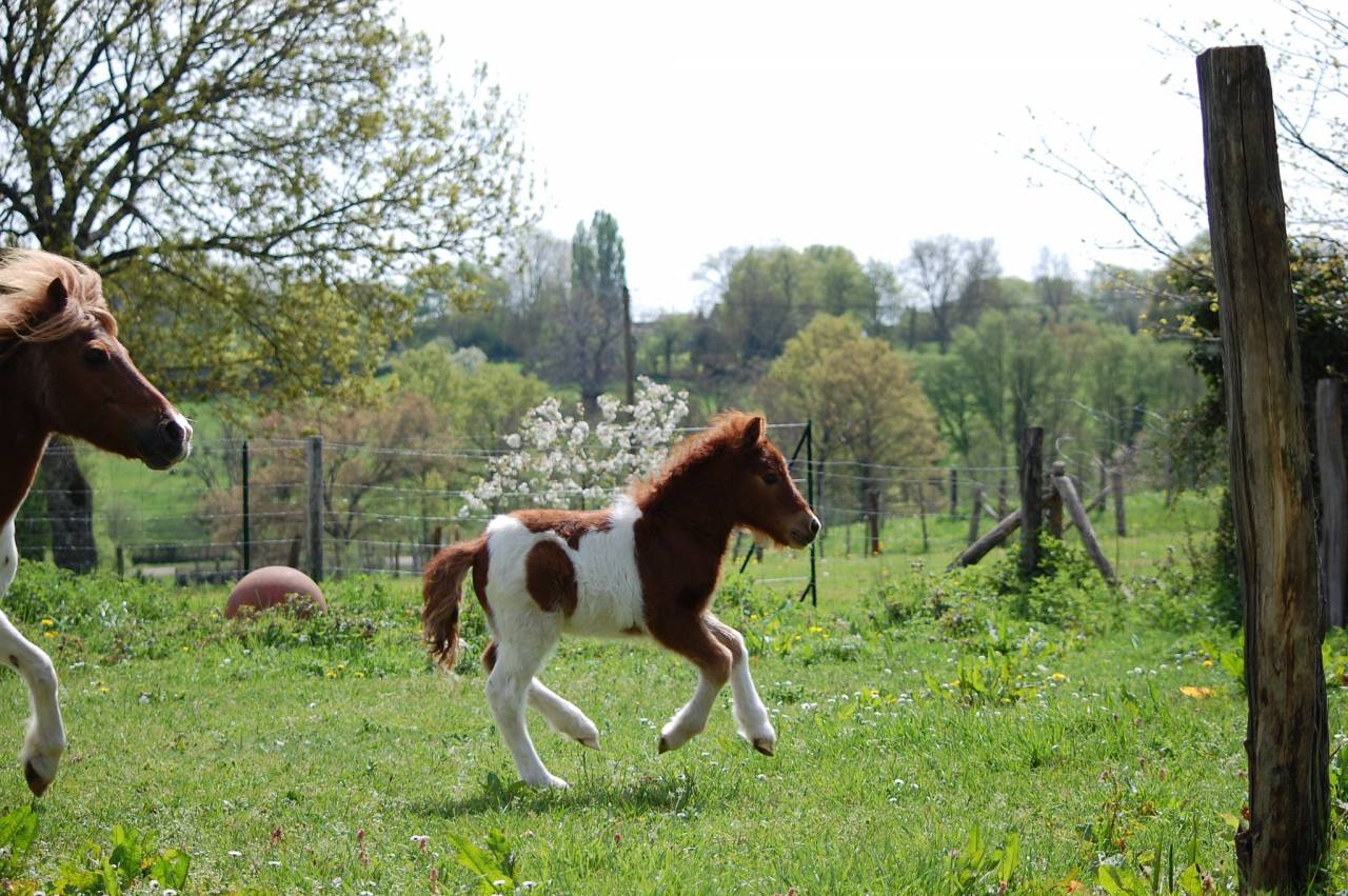 Ponette shetland PP suit&eacute;e