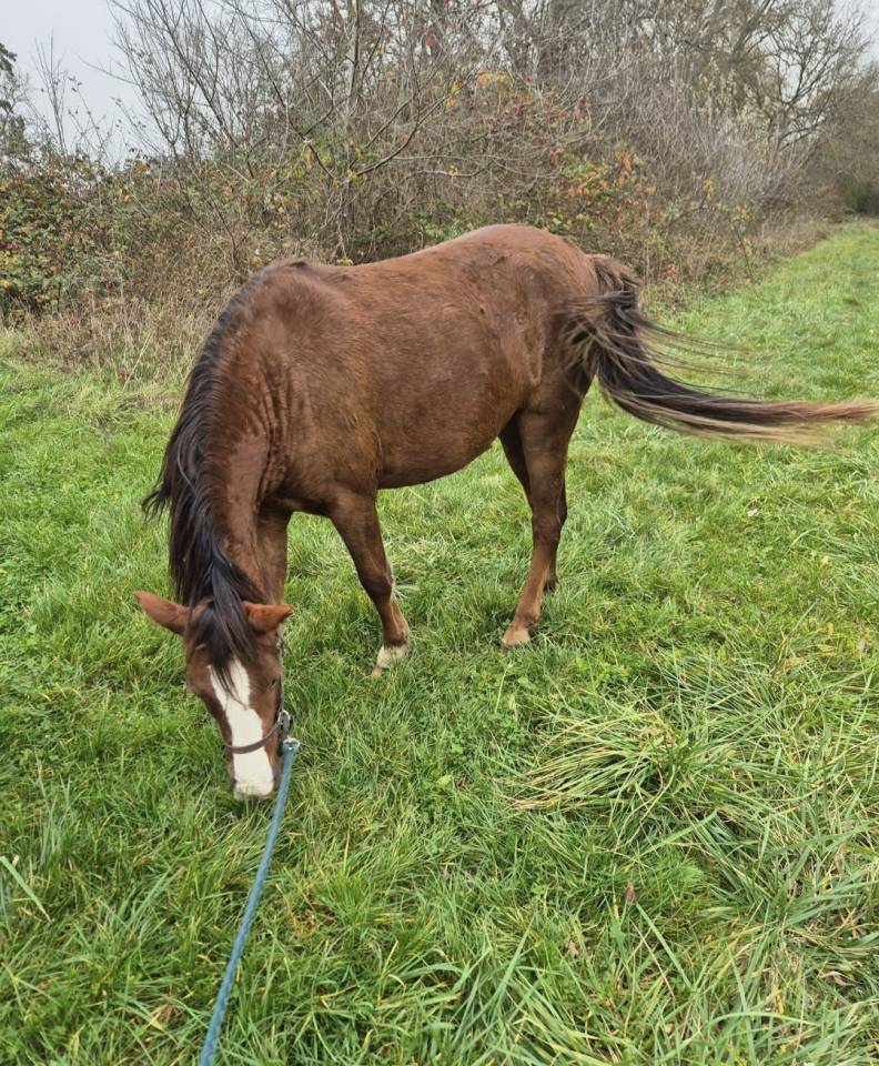 Ponette B