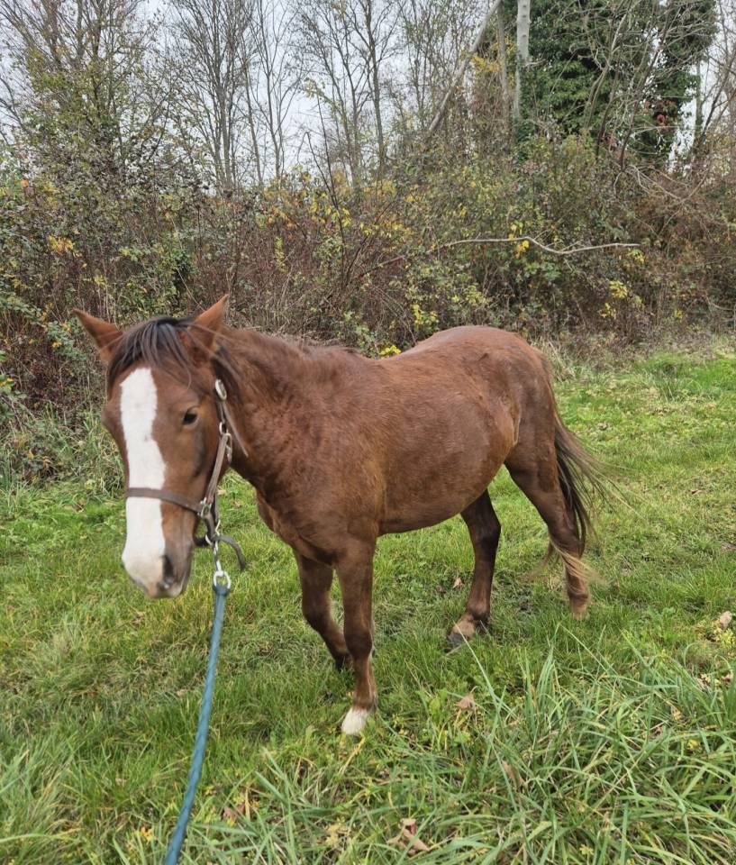 Ponette B