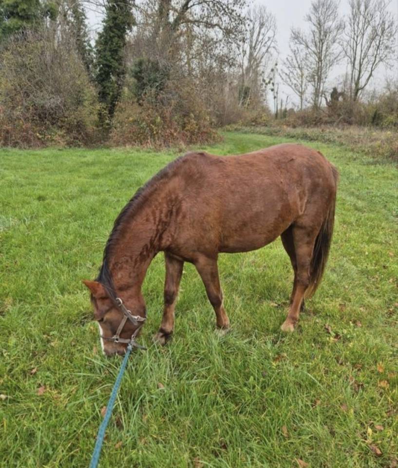 Ponette B