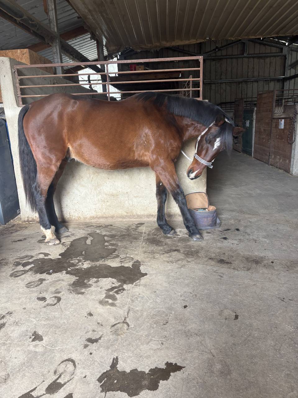 Trotteur avec potentiel en confiage 