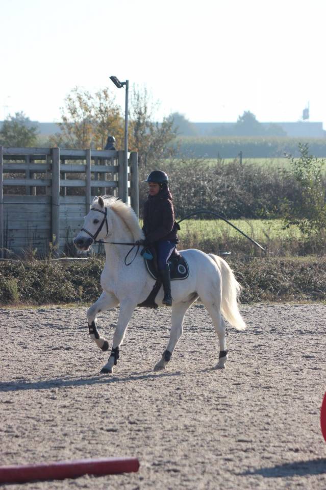 Poney de selle fran&ccedil;ais v&eacute;ritable maitre d'&eacute;cole 