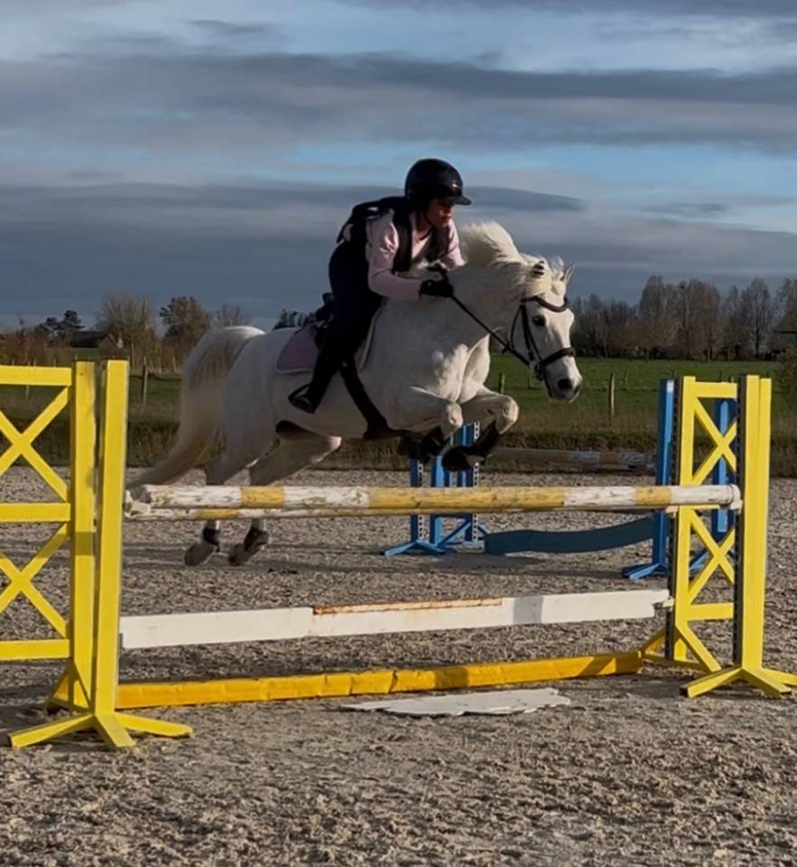 Poney de selle fran&ccedil;ais v&eacute;ritable maitre d'&eacute;cole 