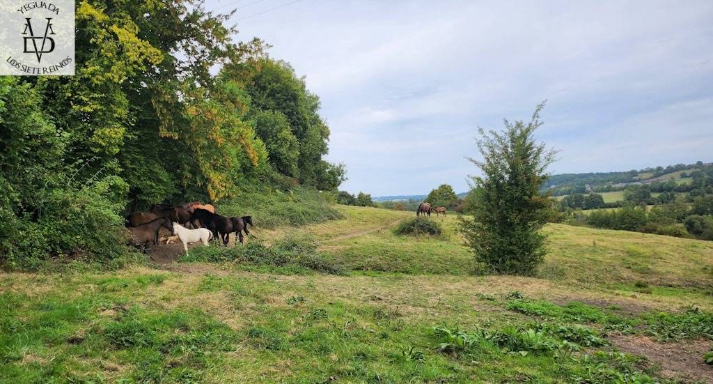 Pension pour chevaux en Normandie, pension pro