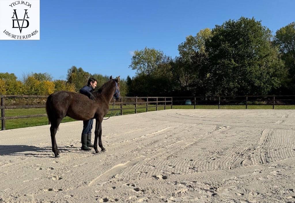 Pension pour chevaux en Normandie, pension pro