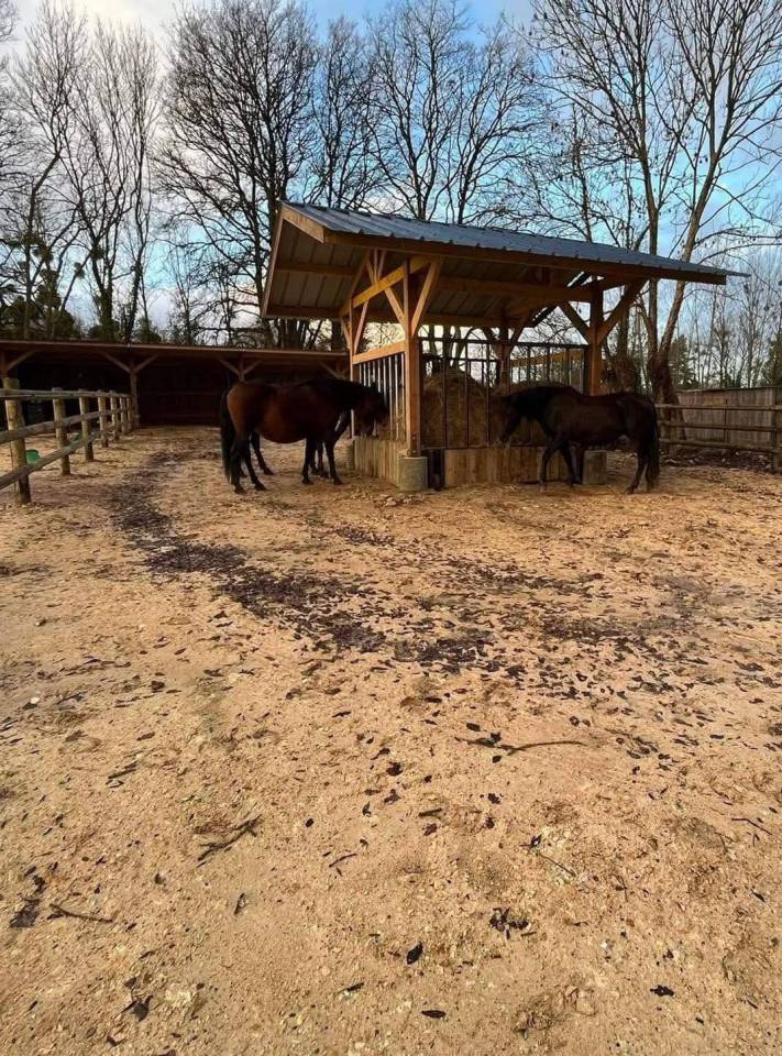 Pension pour chevaux en Normandie, pension pro