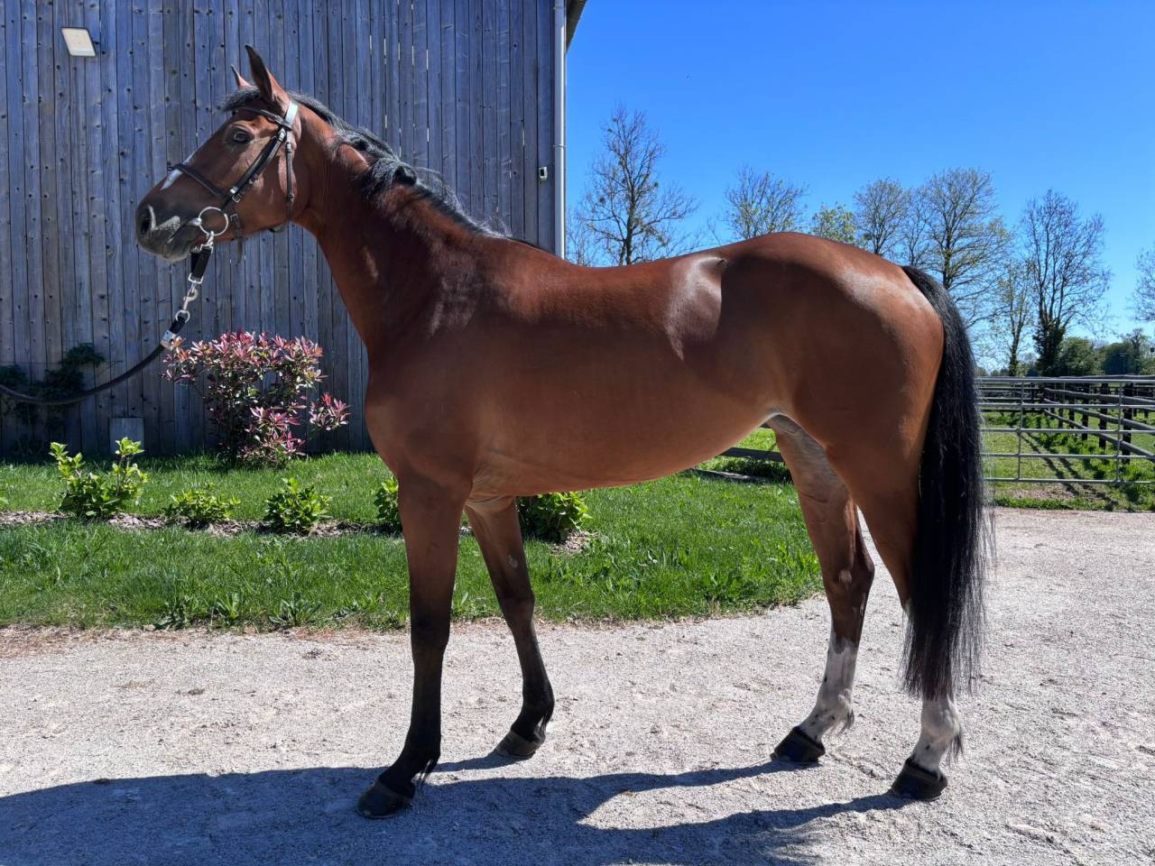 5 ans F Balou du rouet X Carthago