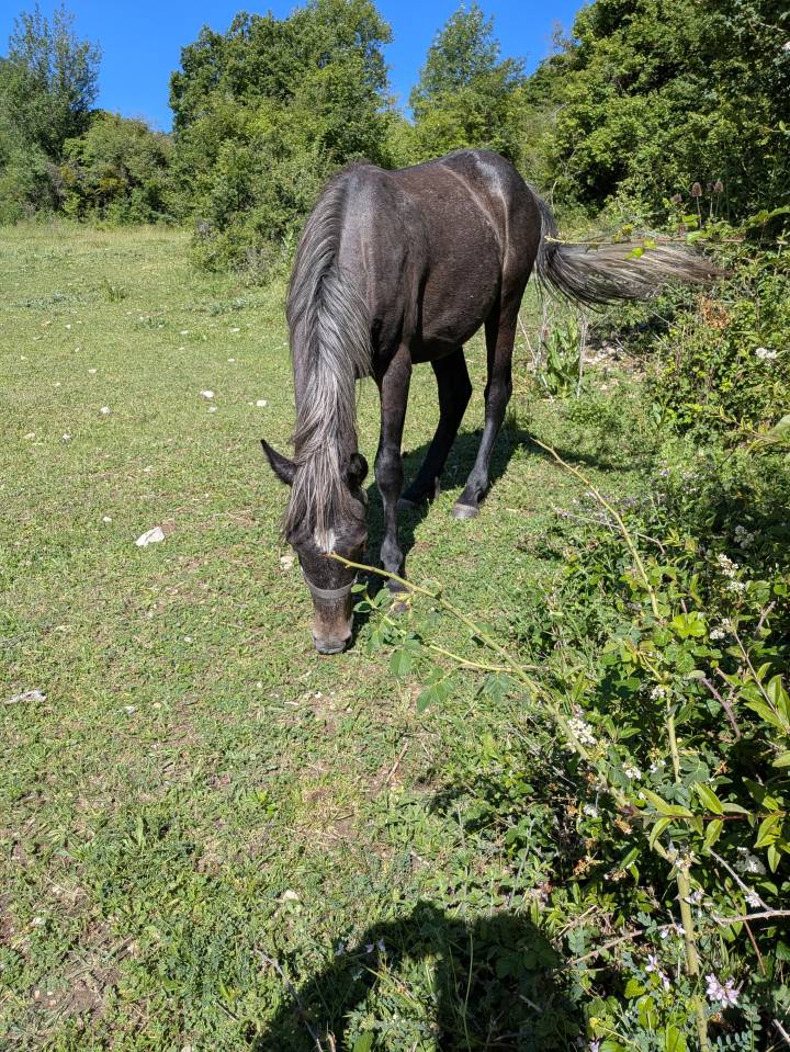 OUPS Poulain de 2 ans