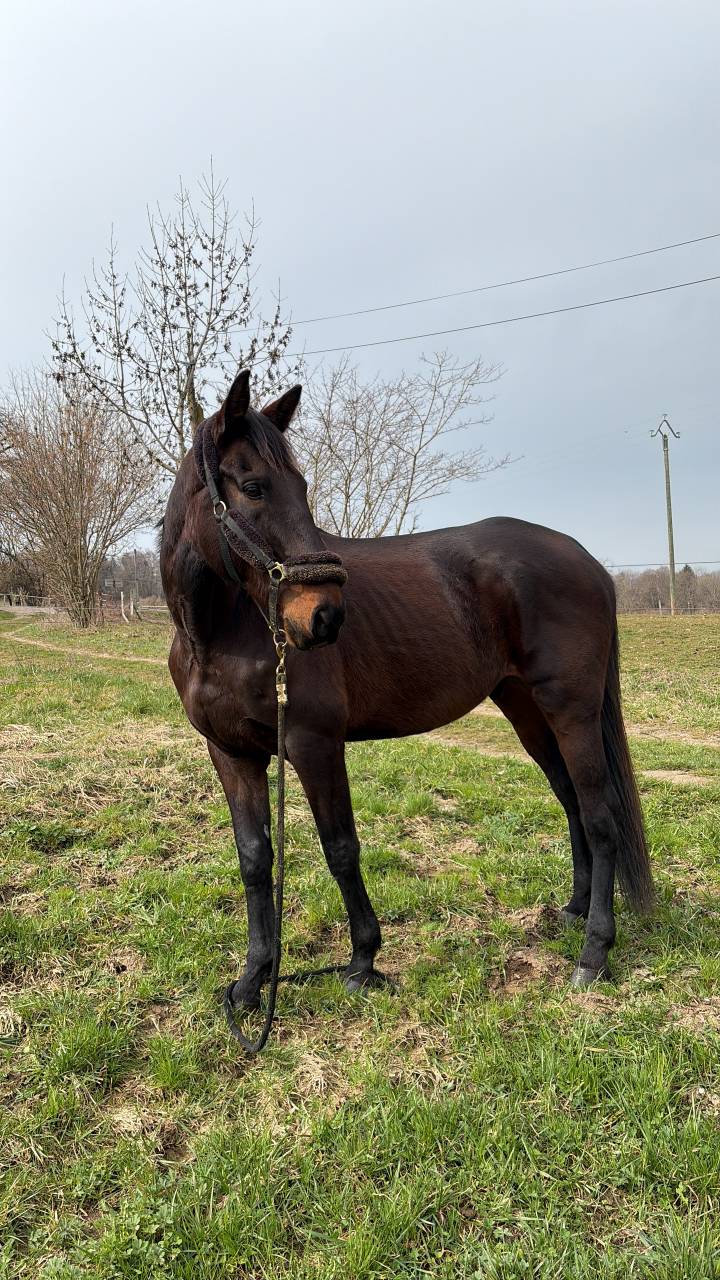 Vente hongre 8 ans (loisir)