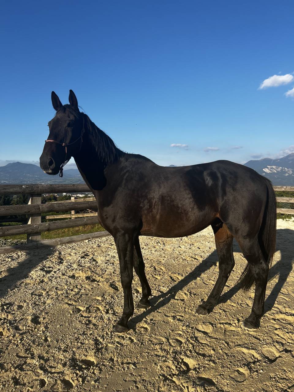 Vente hongre 8 ans (loisir)