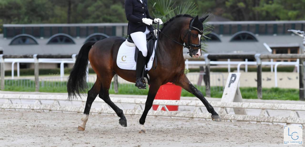 PONETTE  D  2 ans origines allemandes