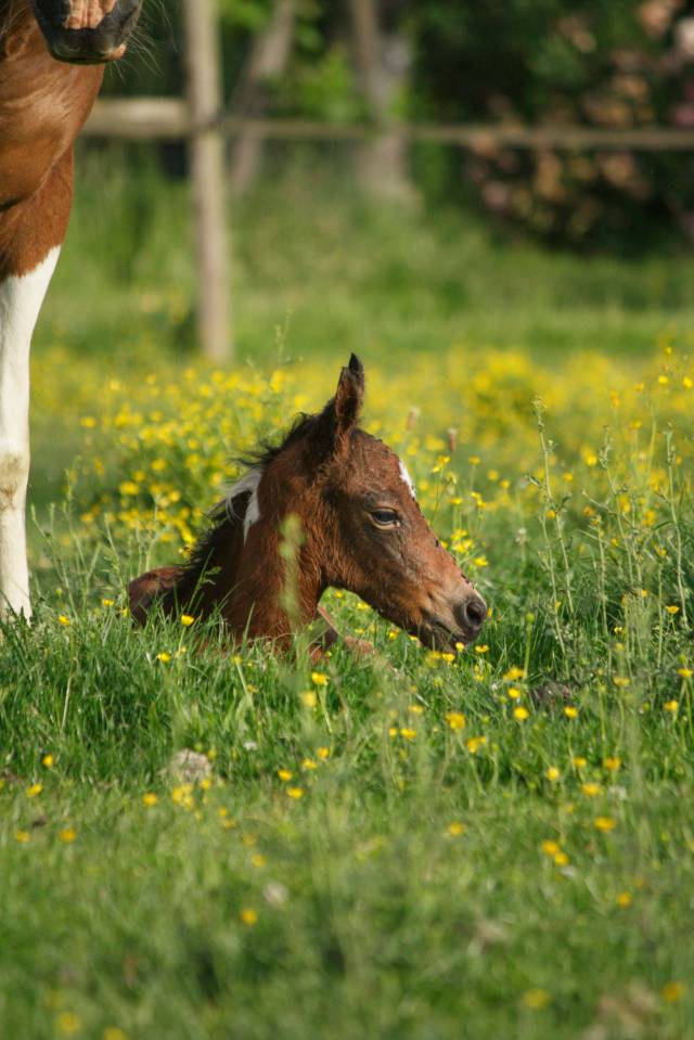 Poulain poney pie bai