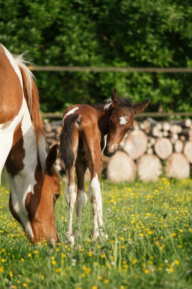 Poulain poney pie bai