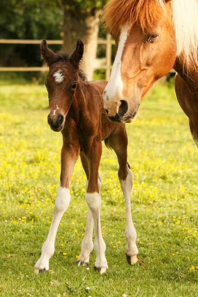 Poulain poney pie bai