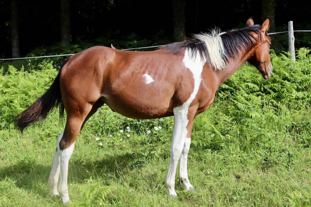 Pouliche OC anglo x paint