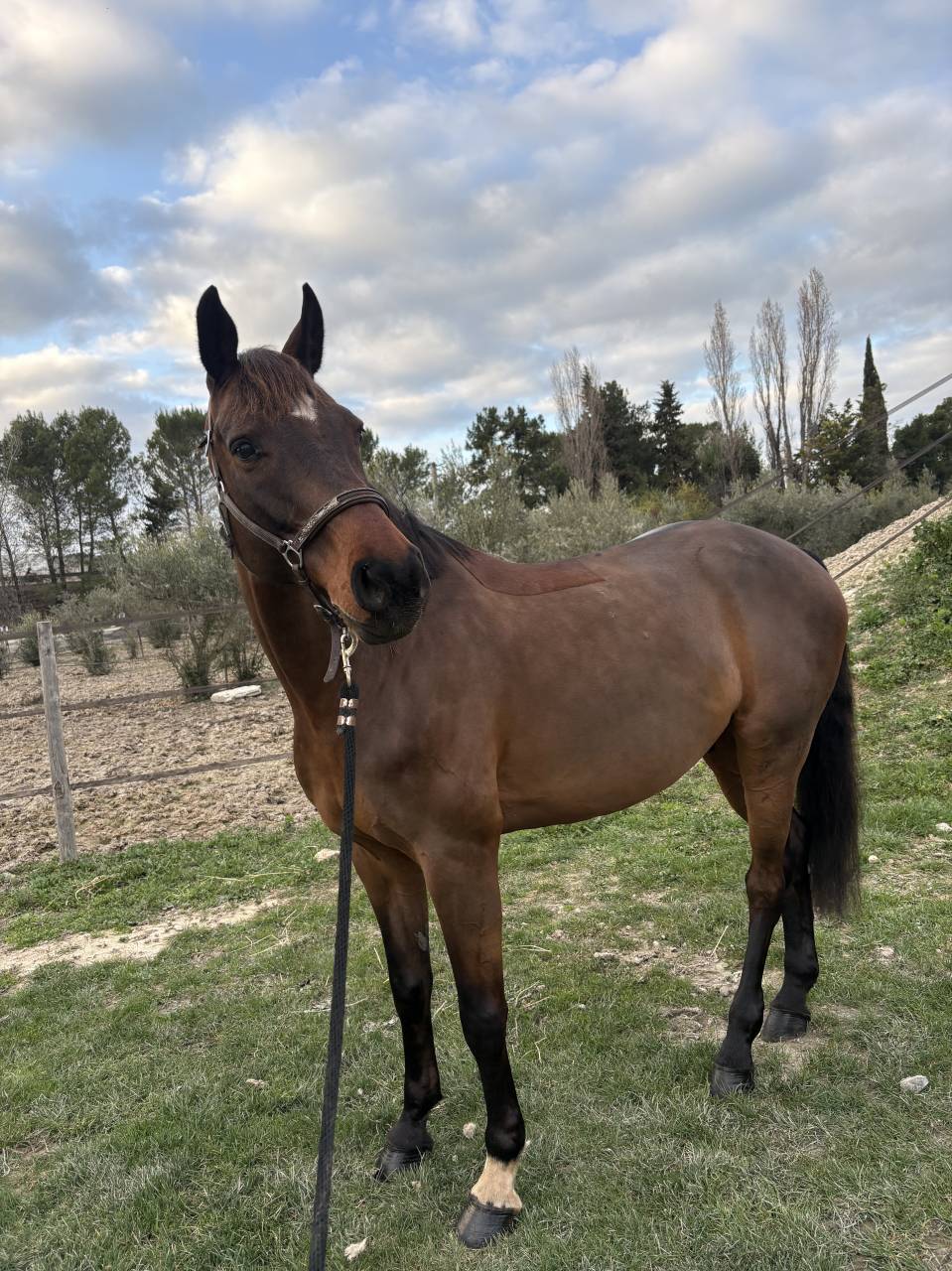 Hongre Holsteiner 8 ans 
