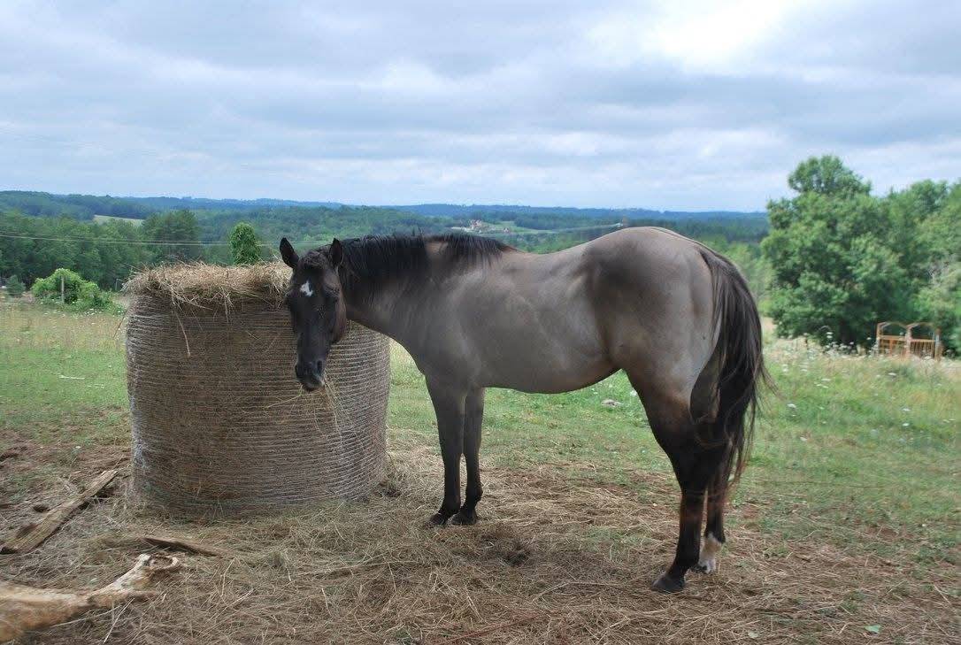 Foal Dun
