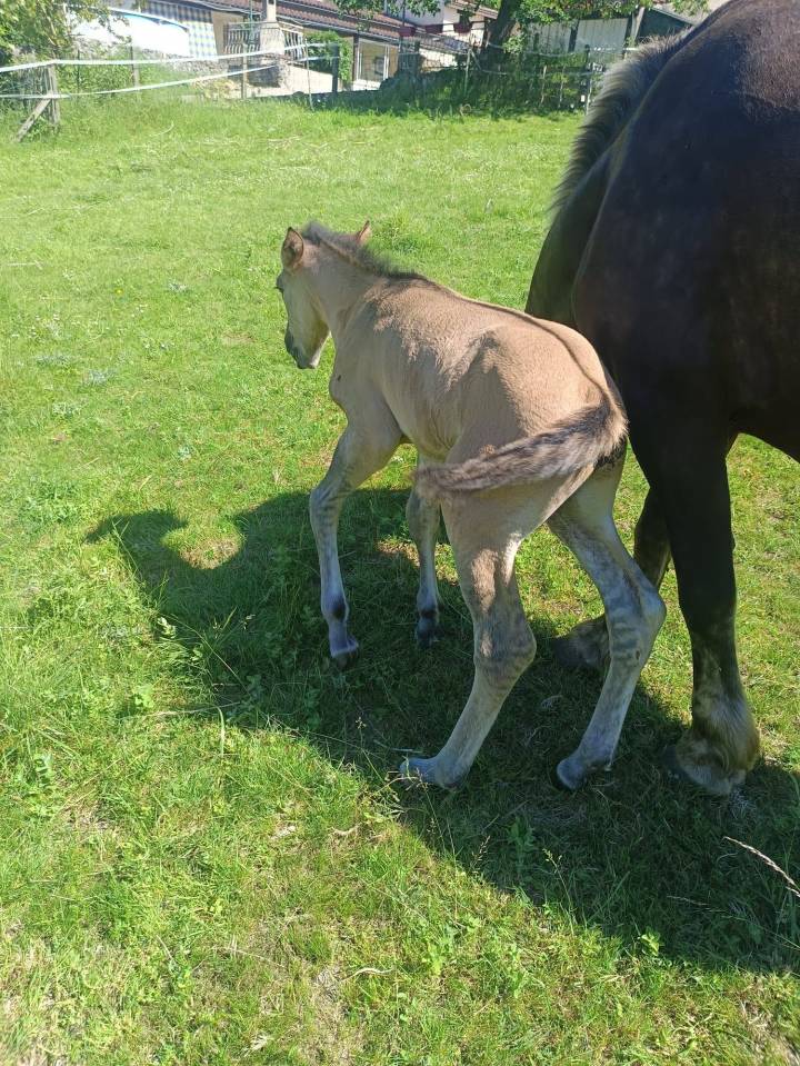 Foal Dun