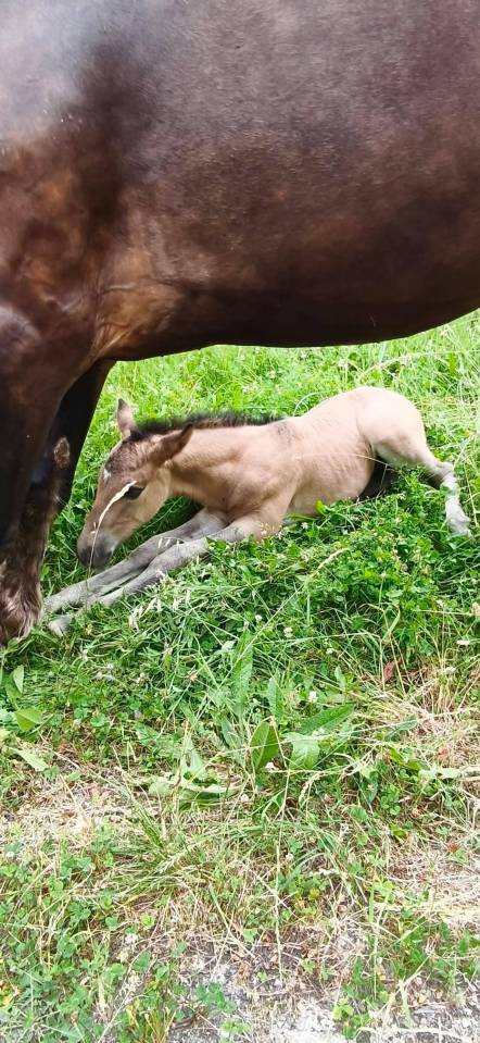 Foal Dun
