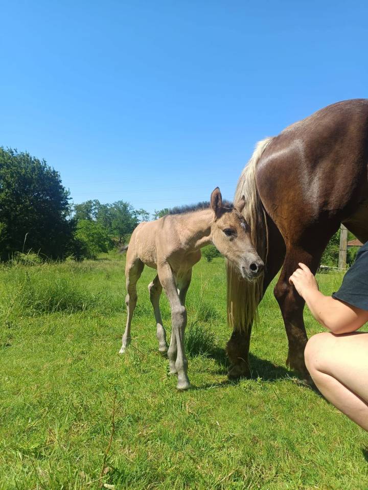 Foal Dun