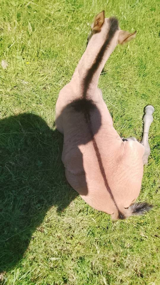 Foal Dun