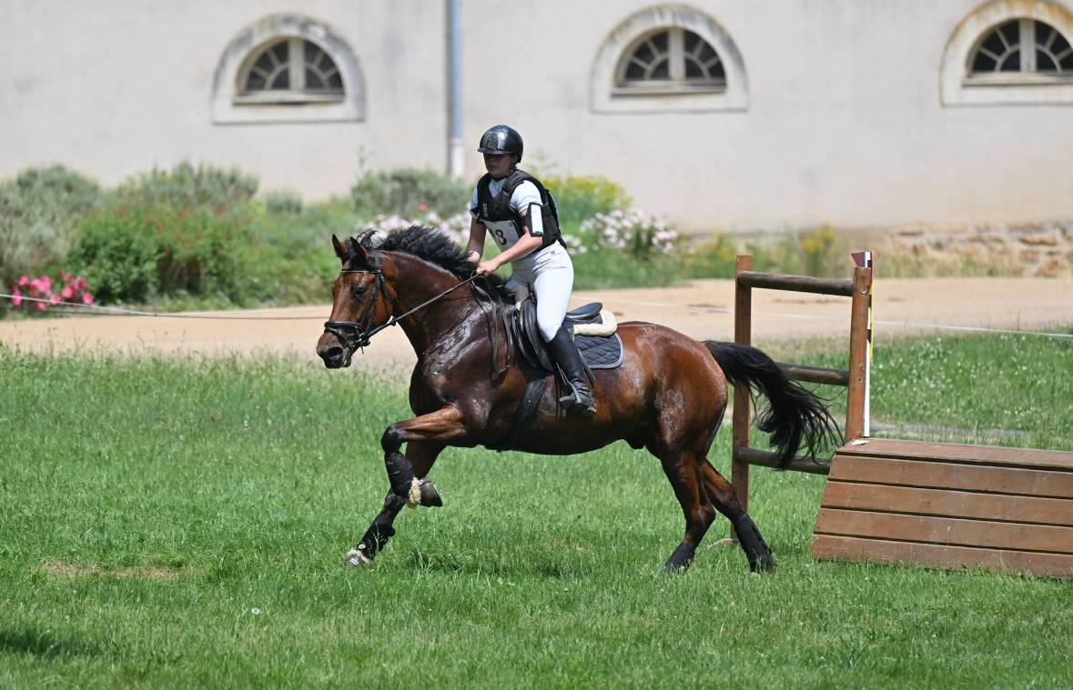 Hongre de 5 ans 