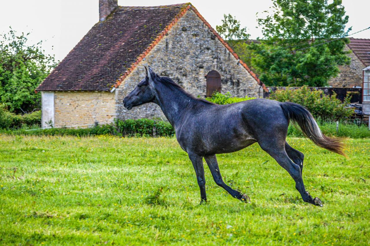 Hongre demi-sang 5 ans d&eacute;bourr&eacute;.