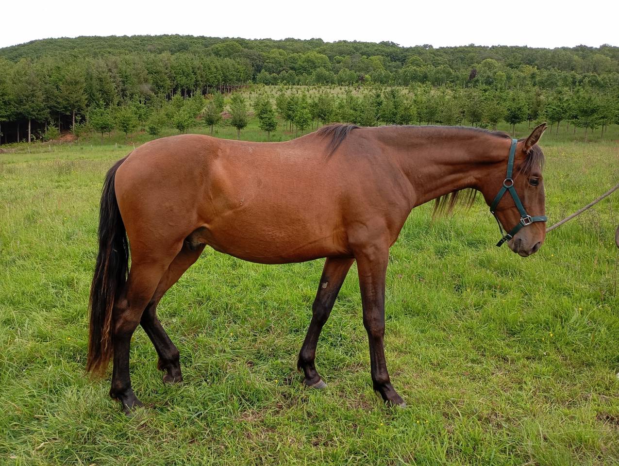 Hongre pure race espagnole 2 ans