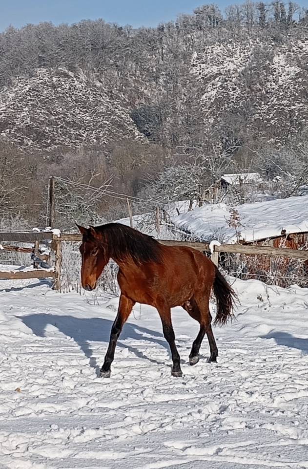 Hongre pure race espagnole 2 ans