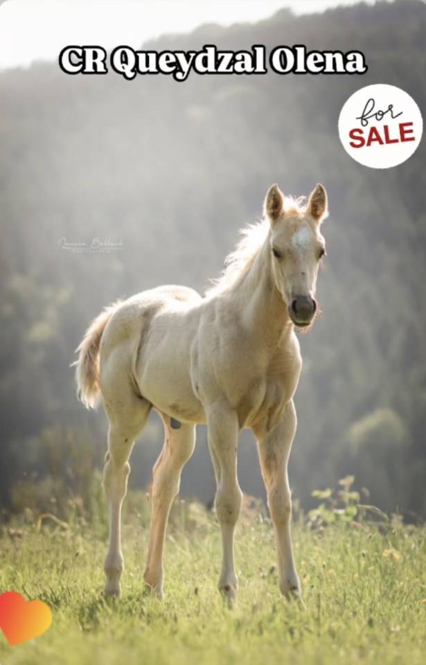 Poulain palomino PP Paint horse