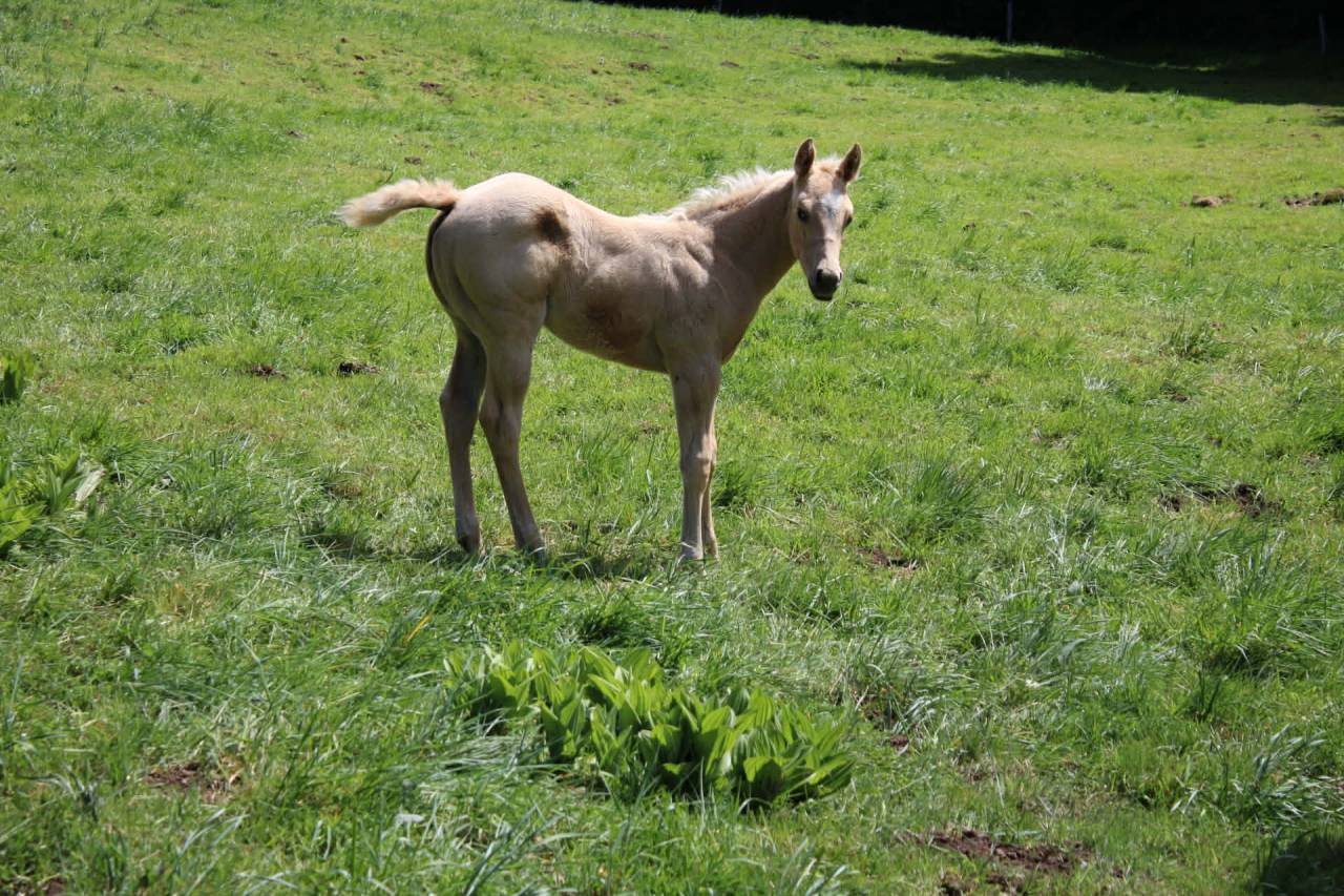 Poulain palomino PP Paint horse