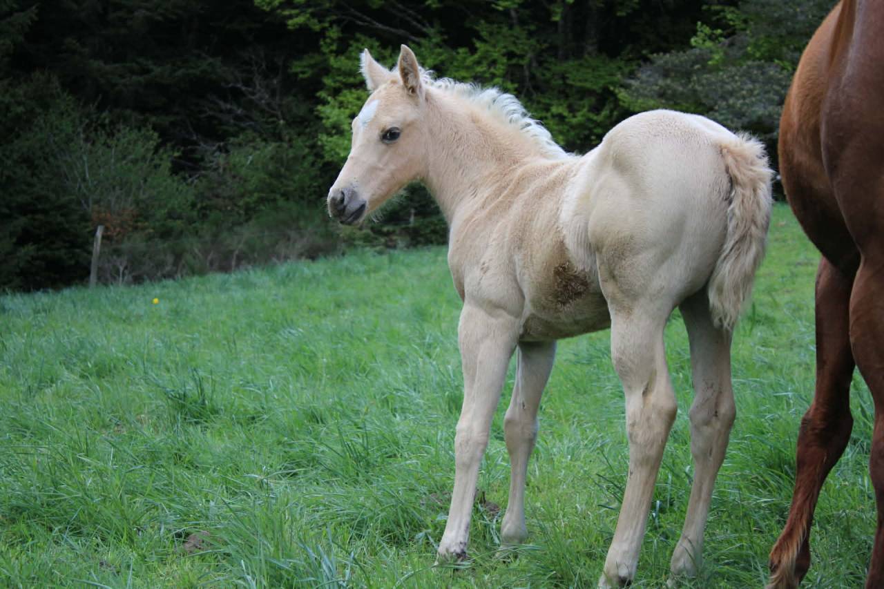Poulain palomino PP Paint horse