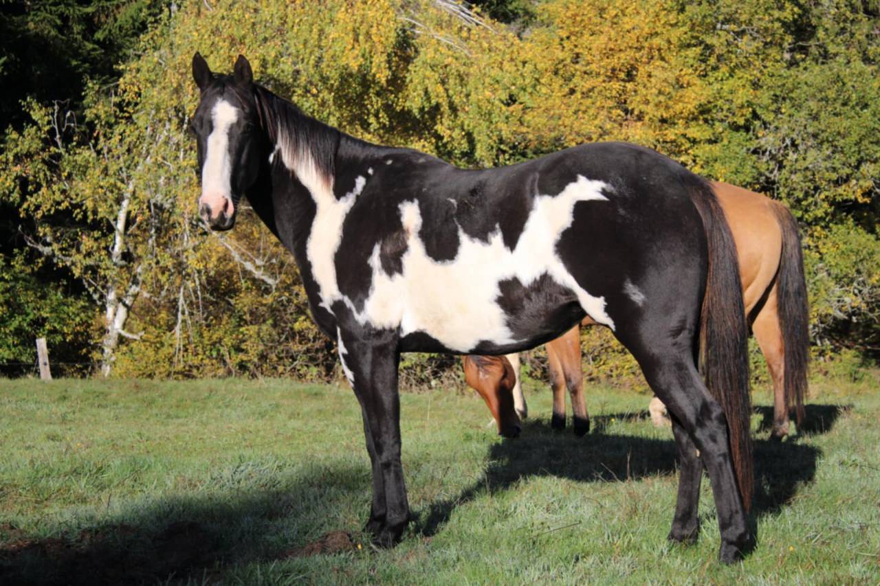 Jument Paint horse PP Black Overo