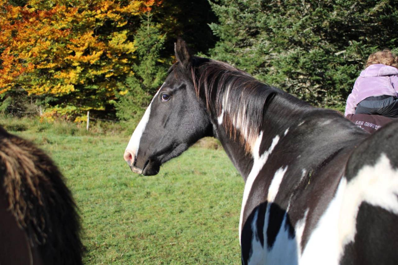 Jument Paint horse PP Black Overo