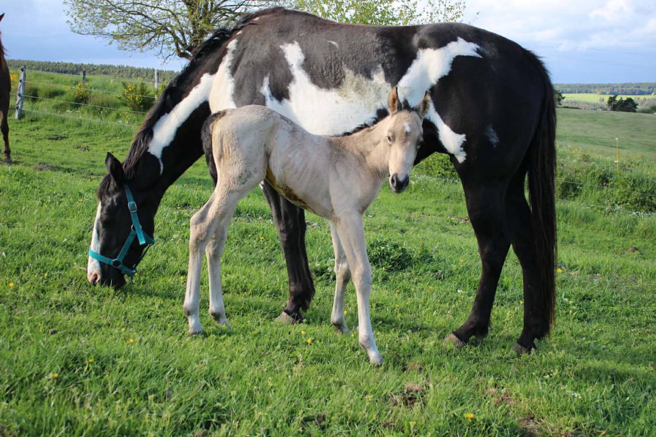 Jument Paint horse PP Black Overo