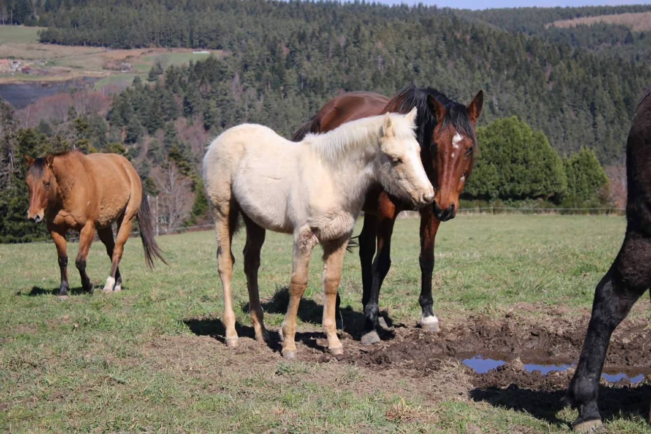 Pouliche ONC Quarter horse