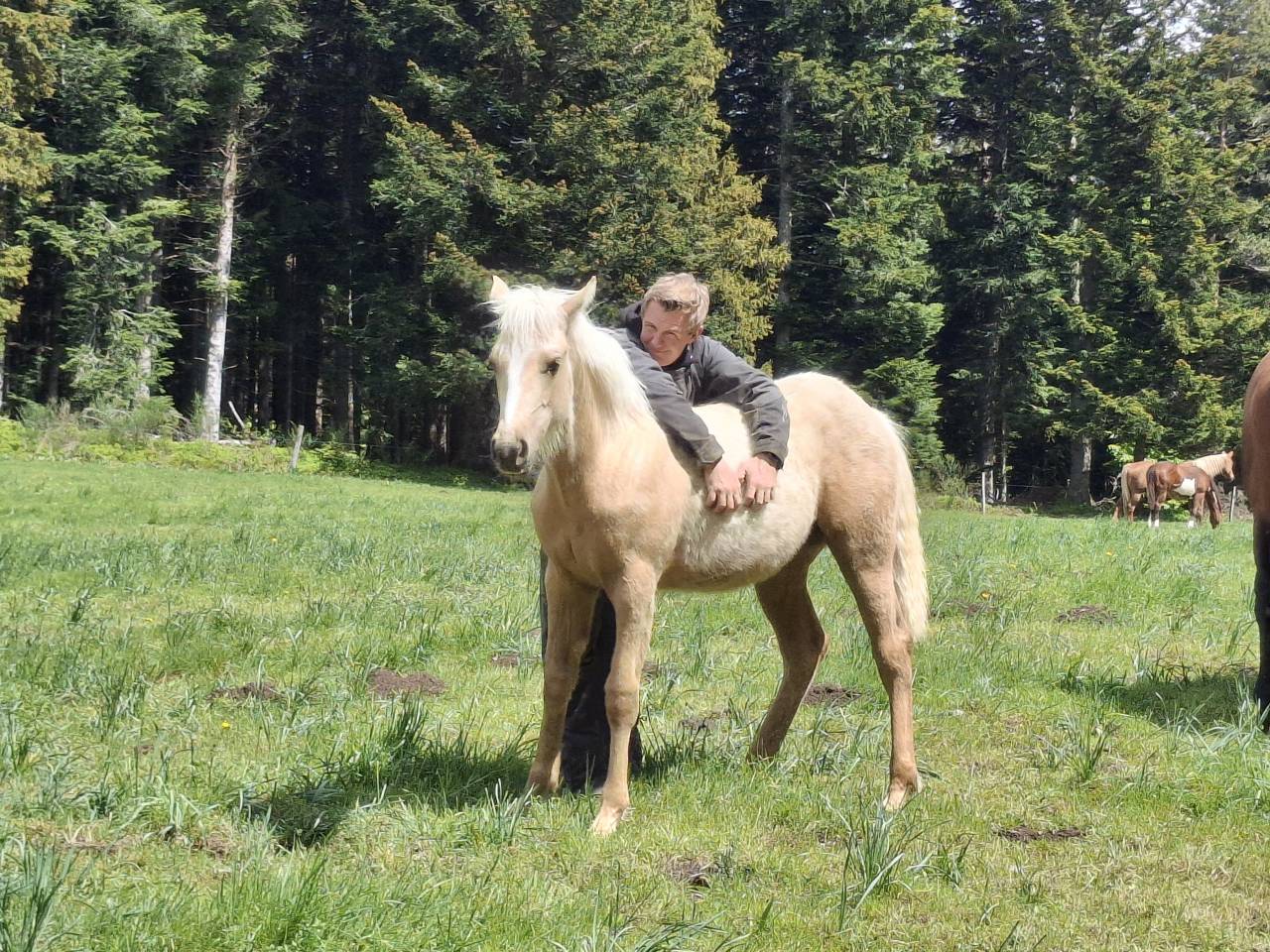 Pouliche ONC Quarter horse