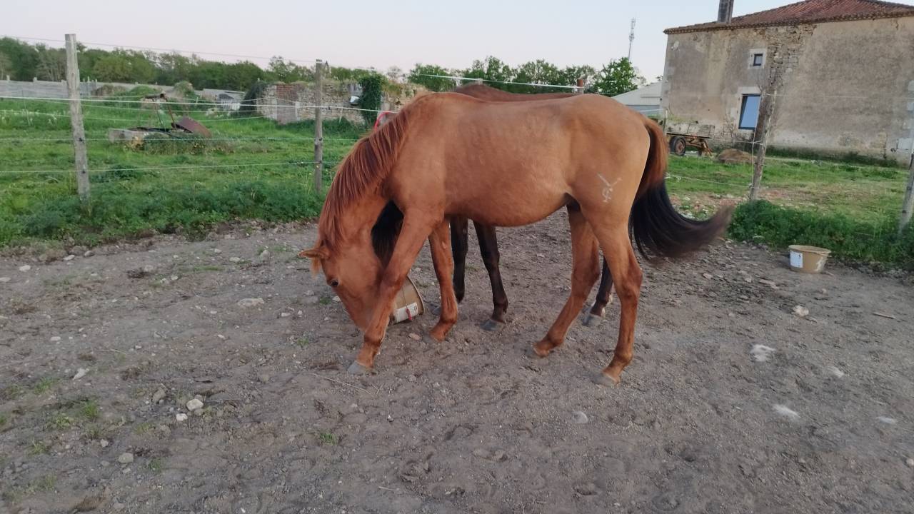 Pure race Espagnole entier