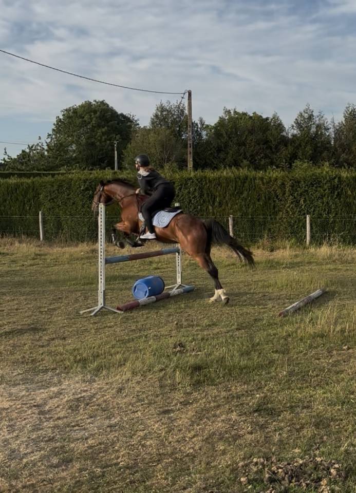 Hongre trotteur 