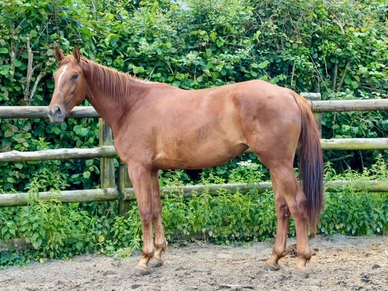 Jument 3 ans par By Ceira d'Ick x Vagabond de la Pomme