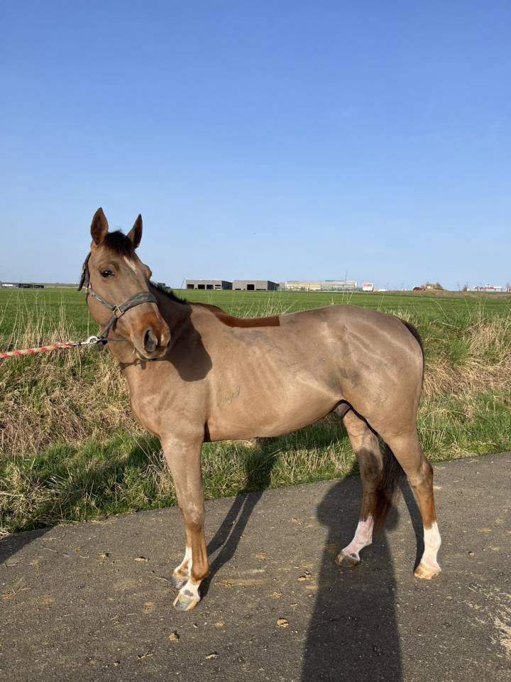 Lucifer du parc/ poney D pour faire As