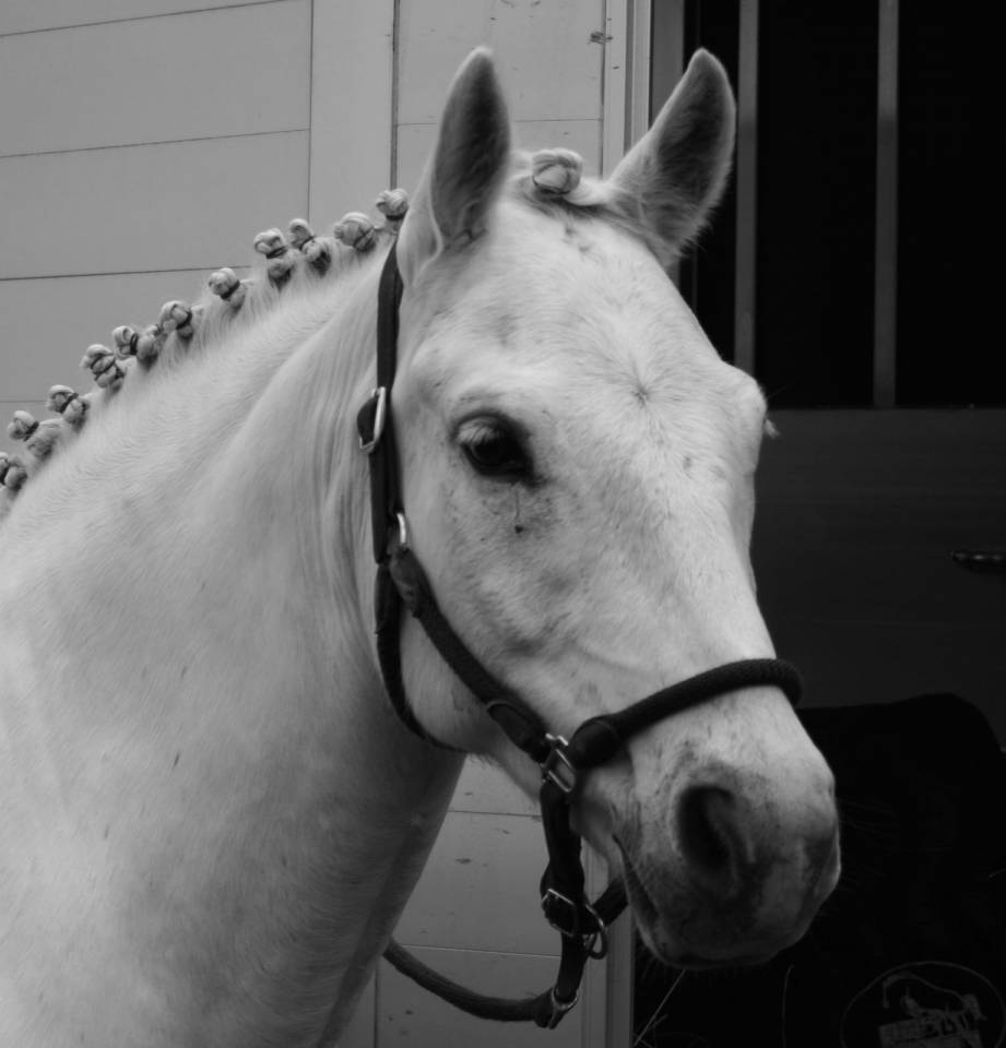 Poney ma&icirc;tre d&rsquo;ecole de p2 &agrave; p &eacute;lite &agrave; louer 