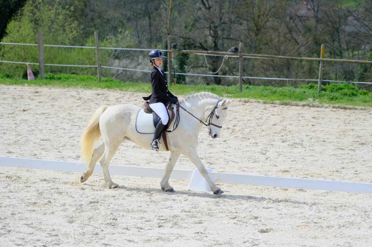 Poney ma&icirc;tre d&rsquo;ecole de p2 &agrave; p &eacute;lite &agrave; louer 