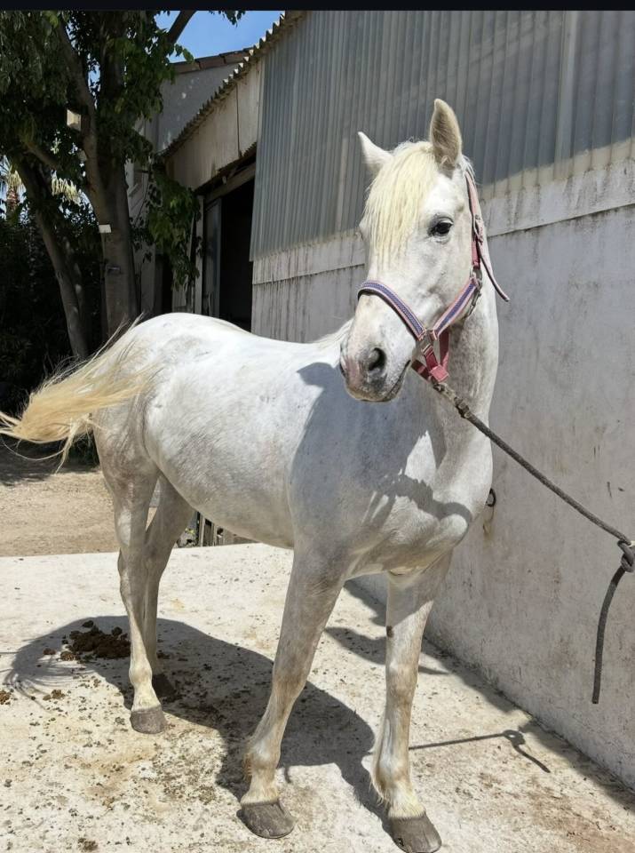 Jument camargue 8 ans