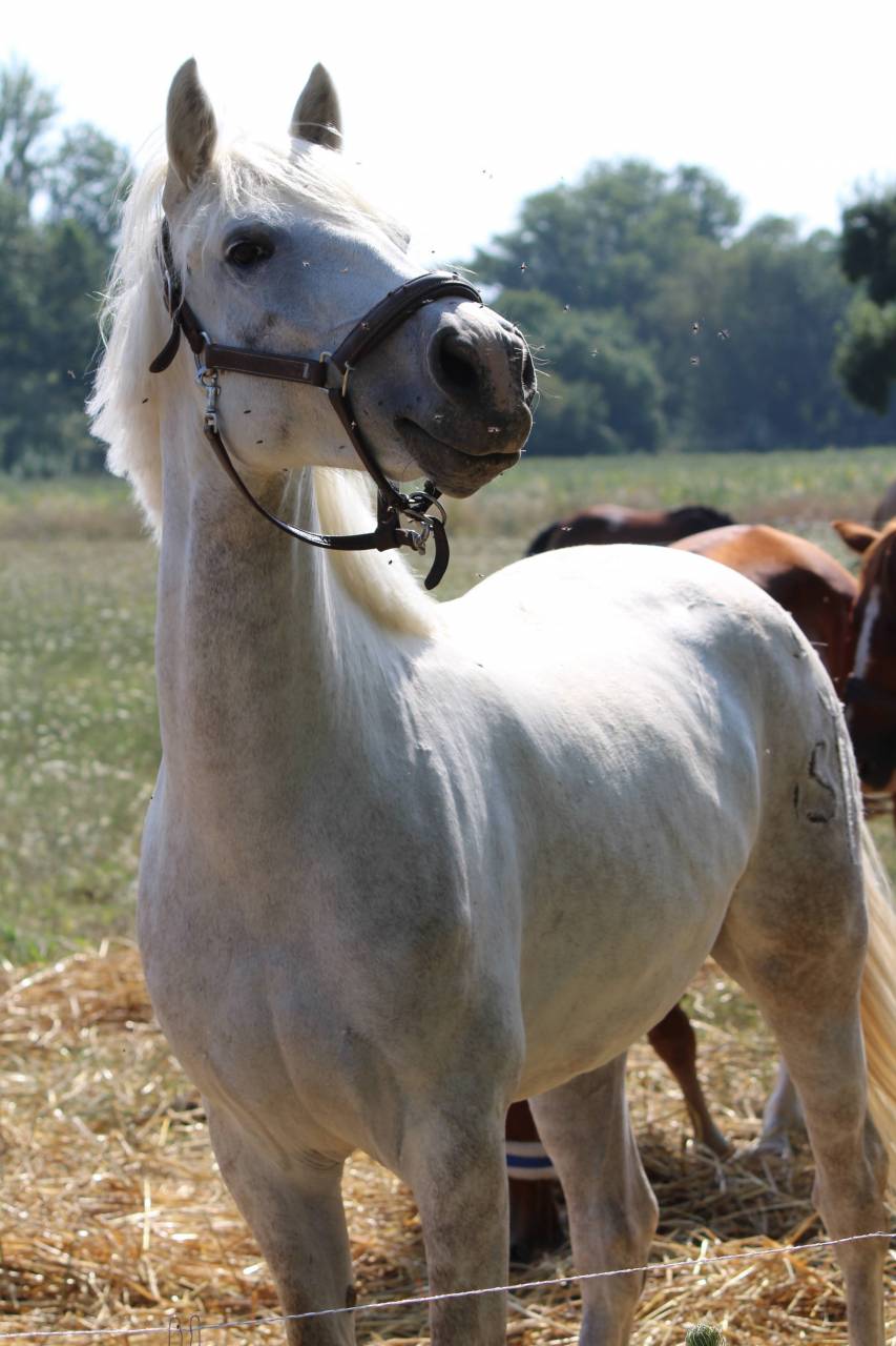 Jument camargue 8 ans