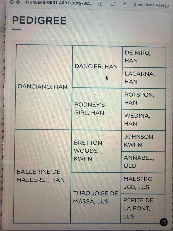  DEMI-POINTE ? jument Rheineland de 4 ans  