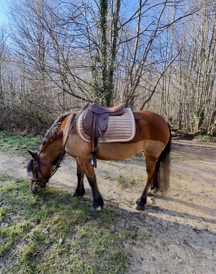 Poney B 