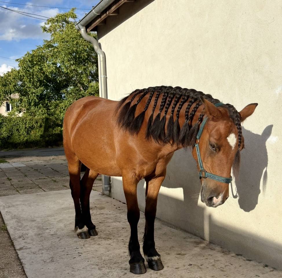 Poney B 