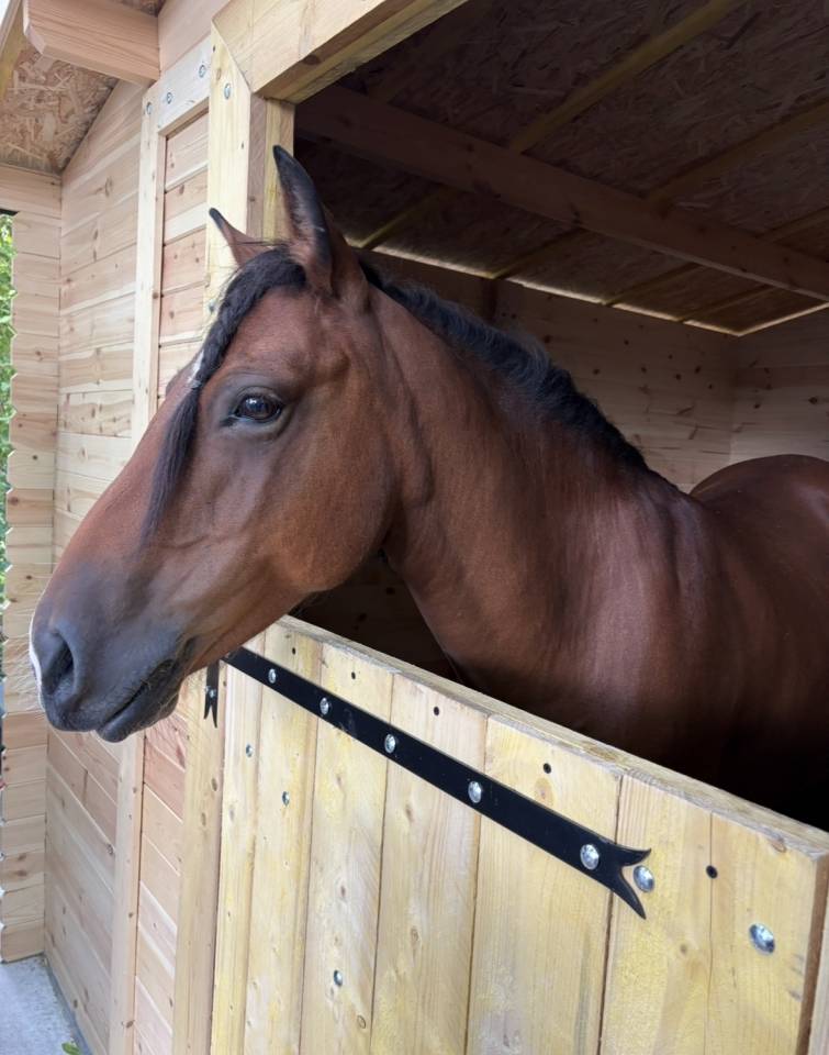 Poney B 