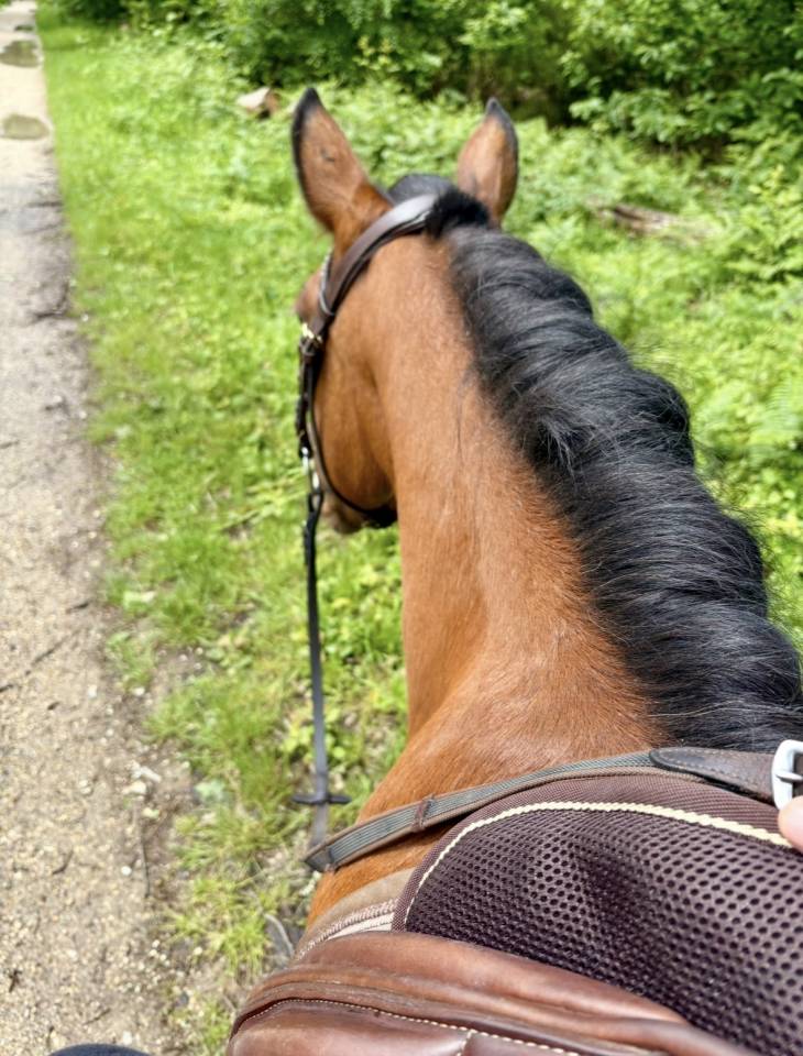 Poney B 